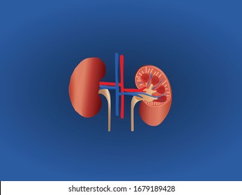 Vector de ilustración de riñones humanos con diagrama de sección transversal.