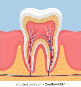 Illustration vector of human tooth anatomy