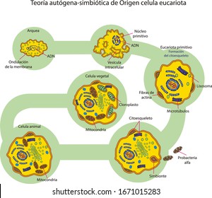 Illustration vector isolated of eukaryogenesis, Autogenous -symbiotic theory.