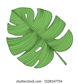 Illustration vector isolated tropical jungle green palm leaf.
