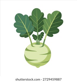 Illustrationsvektor eines Kohlrabi-Gemüses