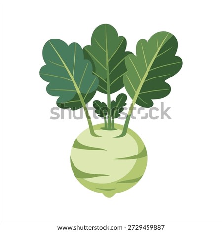Illustration vector of a kohlrabi vegetable