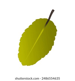 An  illustration vector of leaf