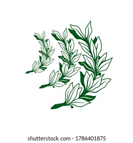 Watercolor Floral Illustration Olive Branches Leaves Stock Illustration ...