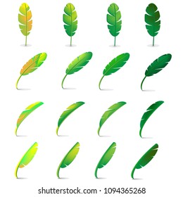 illustration vector to make season change of banana leaves isolated on white background.