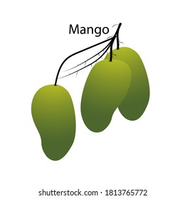 vector de ilustración de mango aislado en fondo blanco. Pasos 10