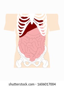 Illustration vector Medical drawings of intestines