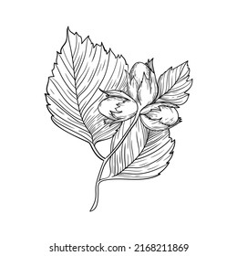 ilustración vectorial naturaleza bayas hojas negras y blancas