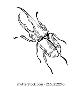 illustration vector nature insect beetle fauna