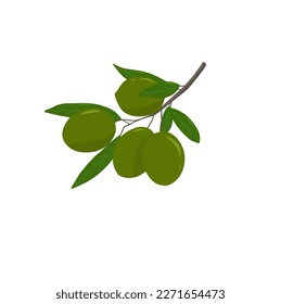 Illustration of vector olive with fresh green leaves