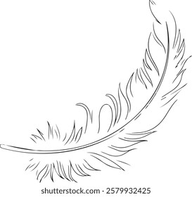 illustration vector pic , feather , leaf, beauty typography flower art