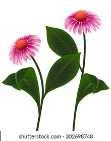 illustration vector pink cone flower of Echinacea purpurea, Purpur Sonnenhut or Roter Scheinsonnenhut on white background