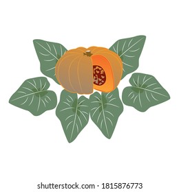 illustration vector pumpkin plant. eps 10