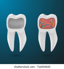 Illustration of Vector Realistic 3D Tooth Set. Healthy Teeth Set Care Vector Product Template