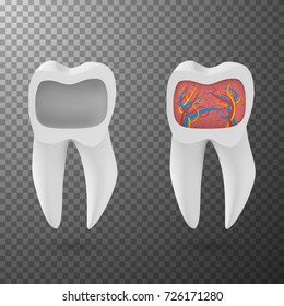 Illustration of Vector Realistic 3D Tooth Set. Healthy Teeth Set Care Vector Product Template Isolated on Transparent Background