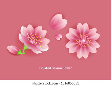 Illustration vector realistic cherry blossom flower or pink Japanese Sakura on Hanami festival or woman's cord decoration as concept