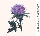 Illustration of vector realistic hand drawn Scottish thistle isolated
