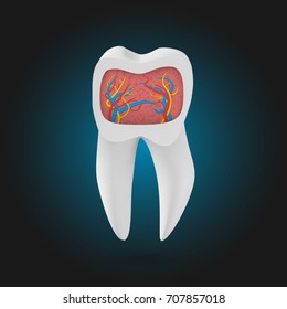 Illustration of Vector Realistic Tooth. 3D Teeth with Inner Part Template