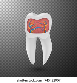 Illustration of Vector Realistic Tooth. 3D Teeth with Inner Part Veins Template Isolated on Transparent Overlay Background