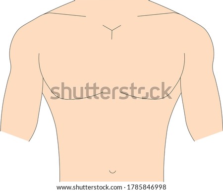 Illustration vector of semi-muscular fit male chest torso with light skin tone color