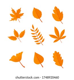 illustration vector of set autumn leaf
