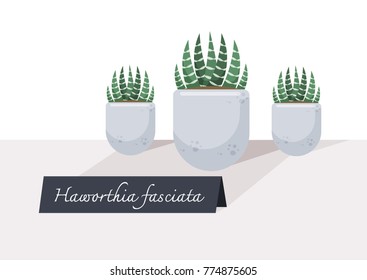 Illustration vector of small plant indoor potted. Haworthia Fasciata tree on table with sign. 