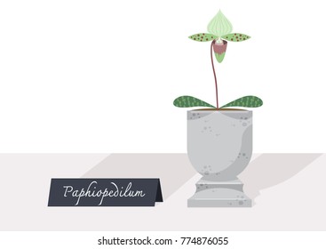 Illustration vector of small plant indoor potted. Paphiopedilum tree on table with sign. 