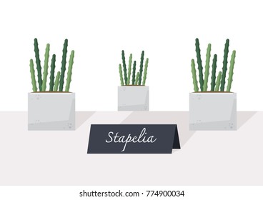 Illustration vector of small plant indoor potted. Stapelia tree on table with sign. 