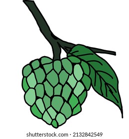 Illustration vector of srikaya fruit.