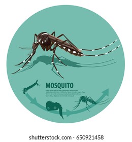 illustration vector. Target on mosquito Larva. Mosquitoes carry many disease such as dengue fever, zika disease,enchaphalitits and else.