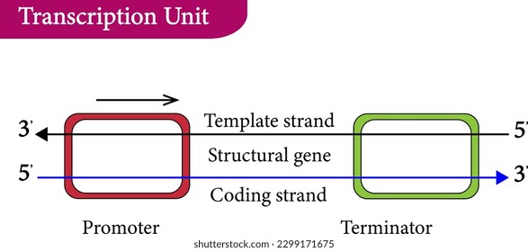 illustration vector  of Transcription Unit 