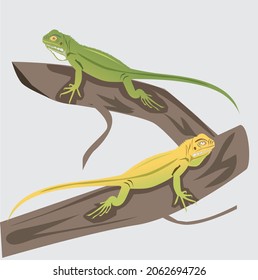 illustration vector two chameleons, lizard two colors perched on a branch at the beach suitable for decoration icon symbol
design gray background