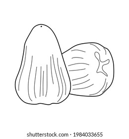 vector ilustrativo del fruto de manzana acuosa. icono de manzana de agua aislado en fondo blanco. símbolo de manzana de agua