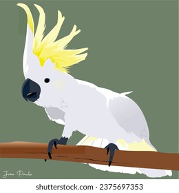 Illustration and vectorization of cockatoo on branch