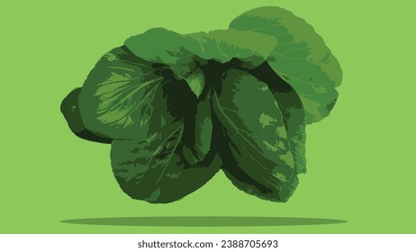 illustration of the vegetable Bok choy or pak choi, pak choy (Brassica rapa subsp. chinensis), isolated on a green background.