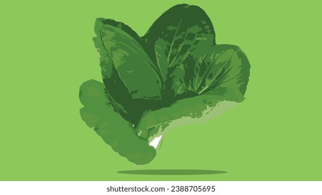 illustration of the vegetable Bok choy or pak choi, pak choy (Brassica rapa subsp. chinensis), isolated on a green background.