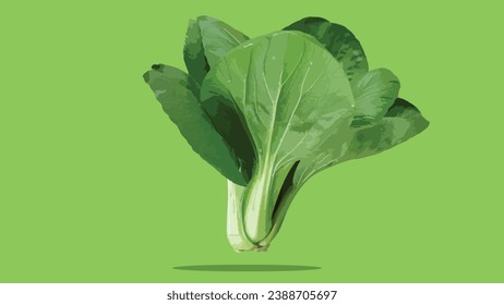 illustration of the vegetable Bok choy or pak choi, pak choy (Brassica rapa subsp. chinensis), isolated on a green background.