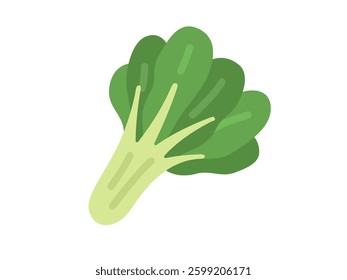 Illustration of vegetable komatsuna icon.