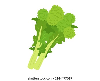 Illustration of vegetable rape blossoms.