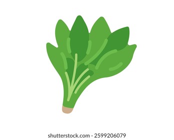 Illustration of vegetable spinach icon.