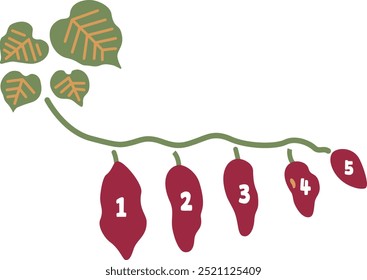 Illustration of vegetable sweet potato vine