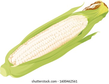 Illustration of vegetables. Fresh and pure white corn.