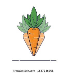 ILLUSTRATION OF VEGETABLES, THREE CARROTS