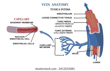 Illustration of vein anatomy along with an explanation of the name of each part