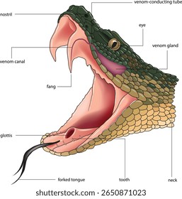 ilustração do diagrama morfológico da cobra venenosa - vetor
