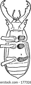 An illustration of the ventral view of a stag beetle, with its parts labelled, vintage line drawing or engraving illustration.
