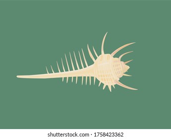 Illustration of Venus comb. Summer image.