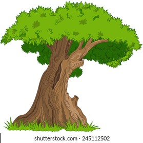 Illustration of very old oak