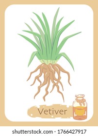 Illustration of vetiver and aromatherapy bottle. Vector illustration.