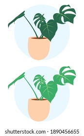 Illustration vetor graphic of simple monstera leaf with pot